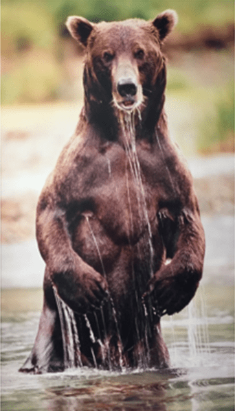 Grizzly Bear photographed in Katmai Alaska 