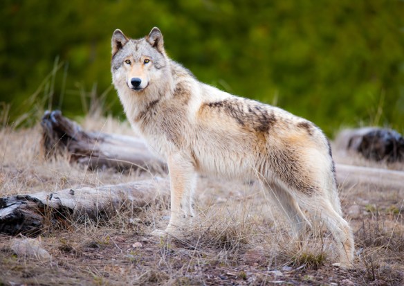 Crandall photographed this Wolf in West Yellowstone National Park - it was deemed his 